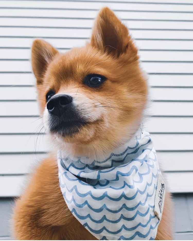 Perfect Wave Bandana by The Paws