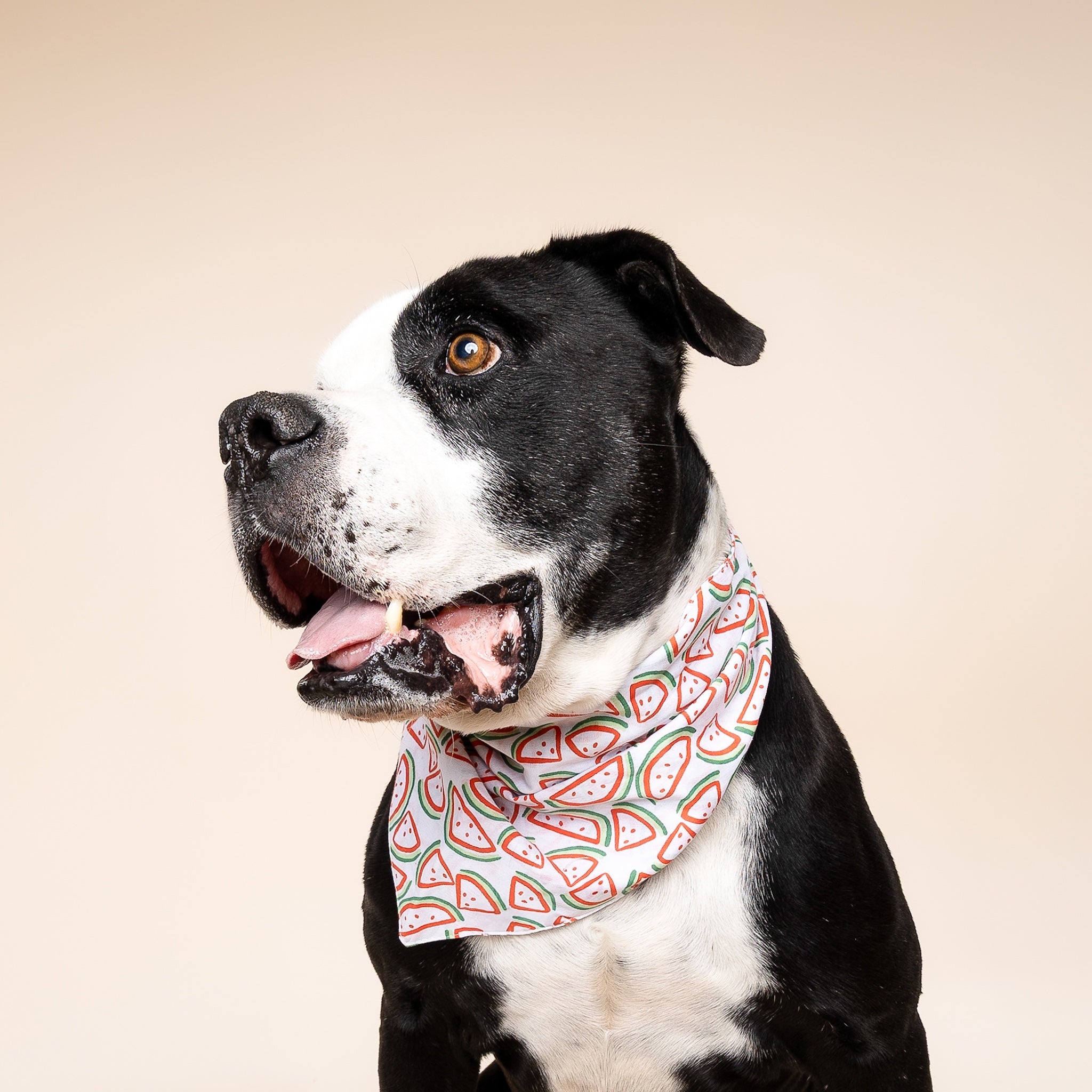 Picnic Watermelon Dog Bandana