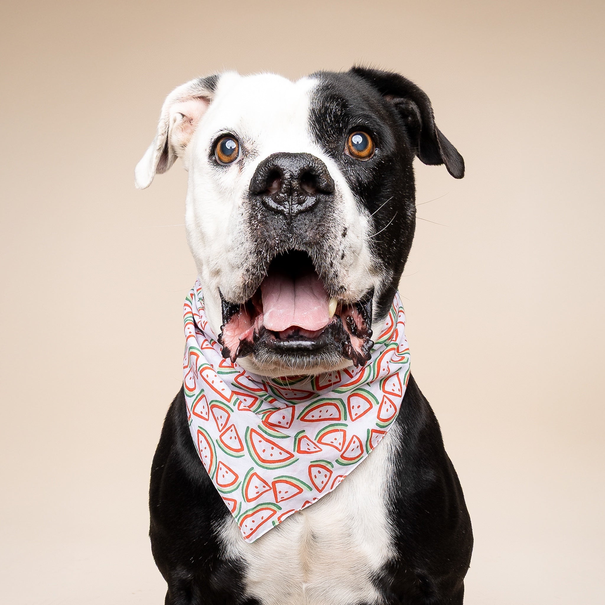 Picnic Watermelon Dog Bandana
