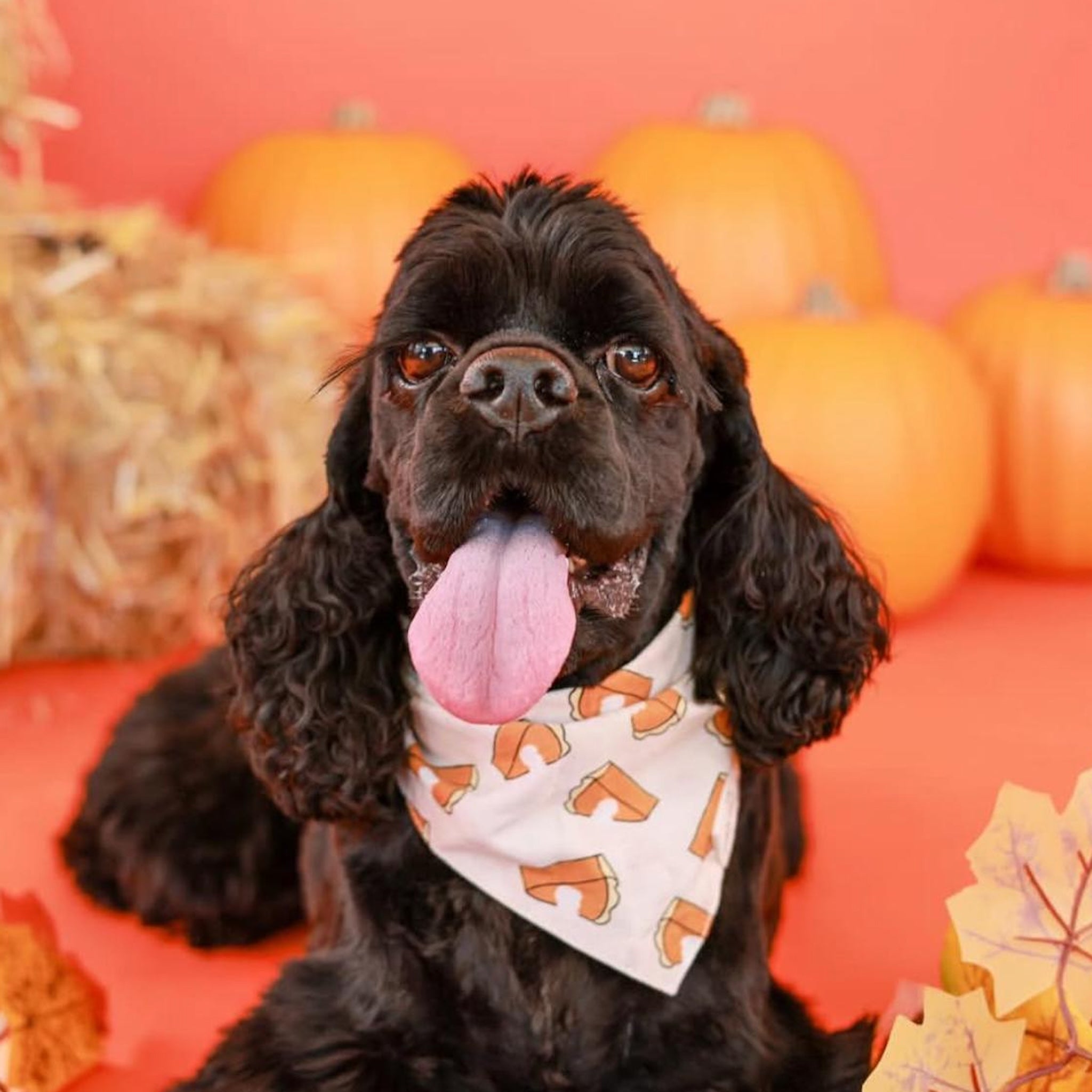 Pie Dog Bandana from The Paws
