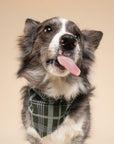 Pine Checkered Dog Bandana