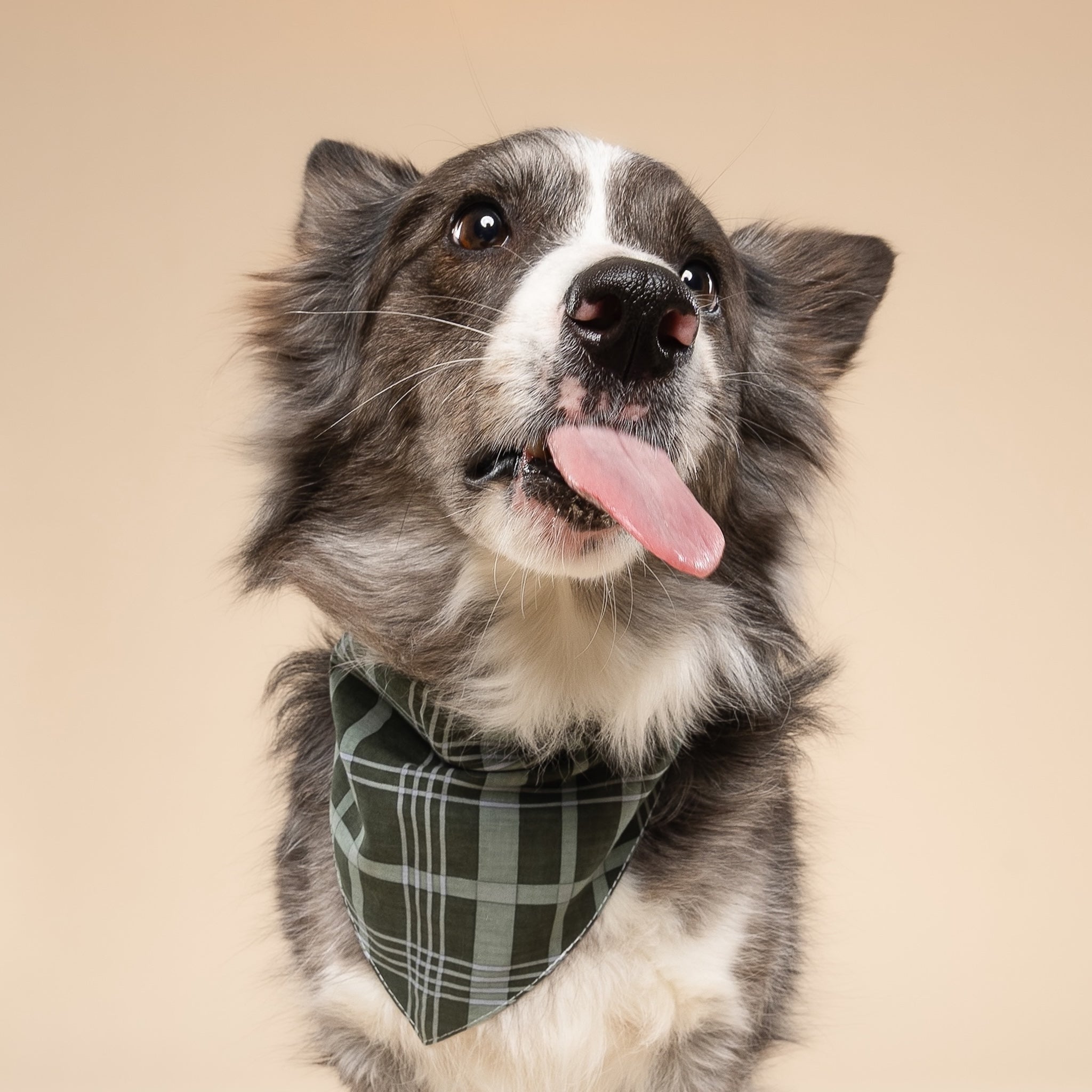 Pine Checkered Dog Bandana