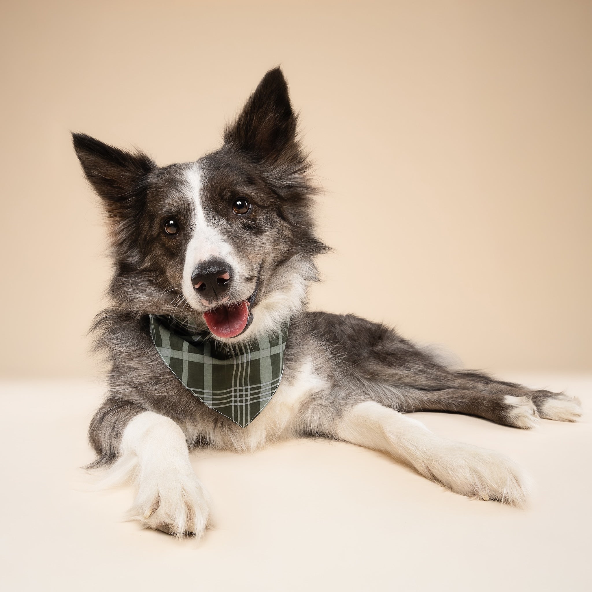 Pine Checkered Dog Bandana
