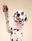 Pink Gingham Dog Bandana