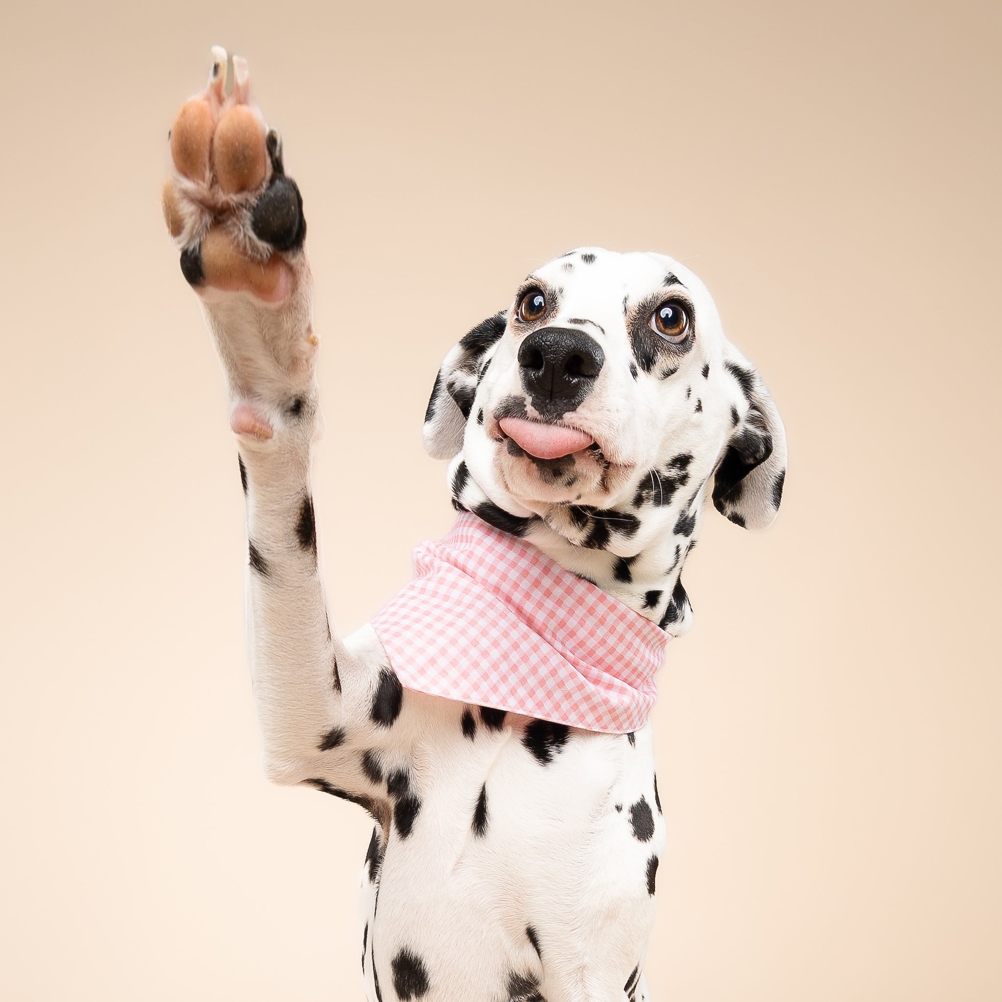 Pink Gingham Dog Bandana