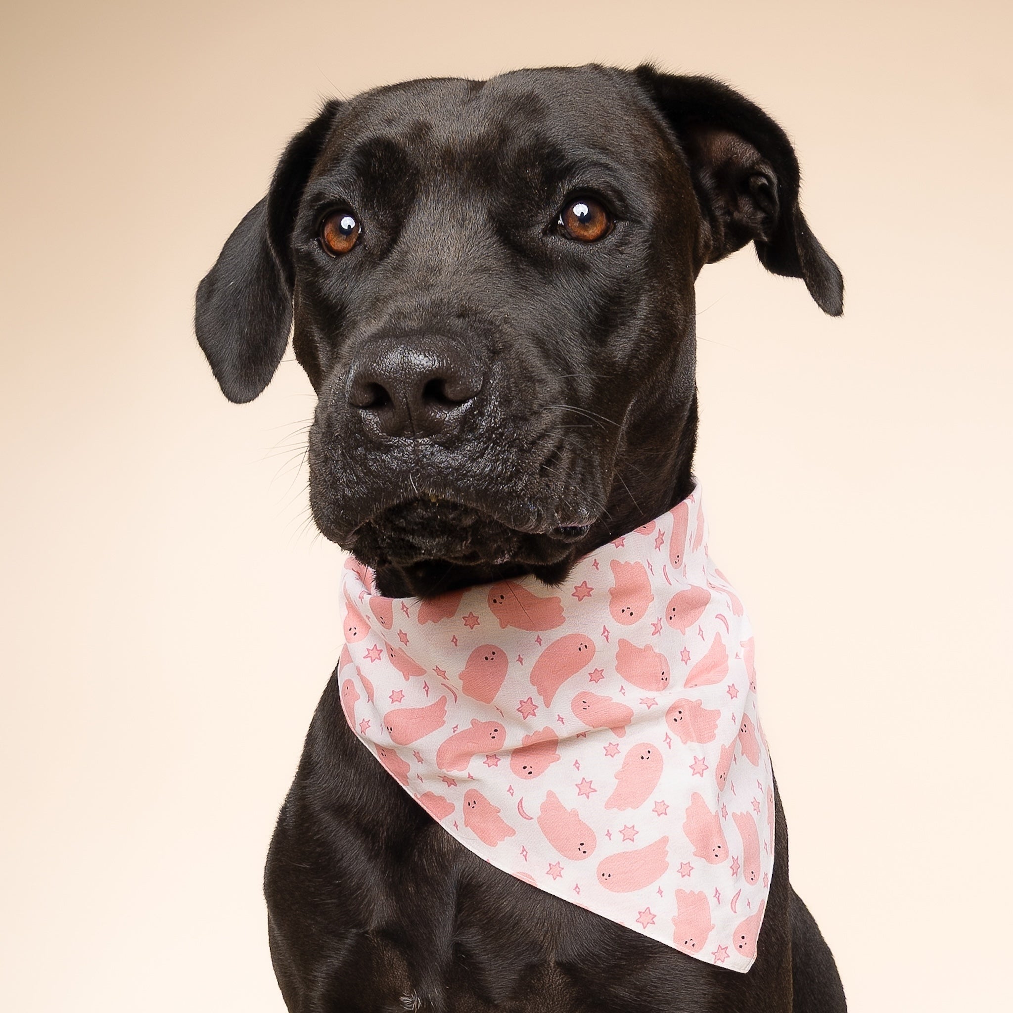 Pinkaboo Halloween Dog Bandana