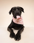 Pinkaboo Halloween Dog Bandana