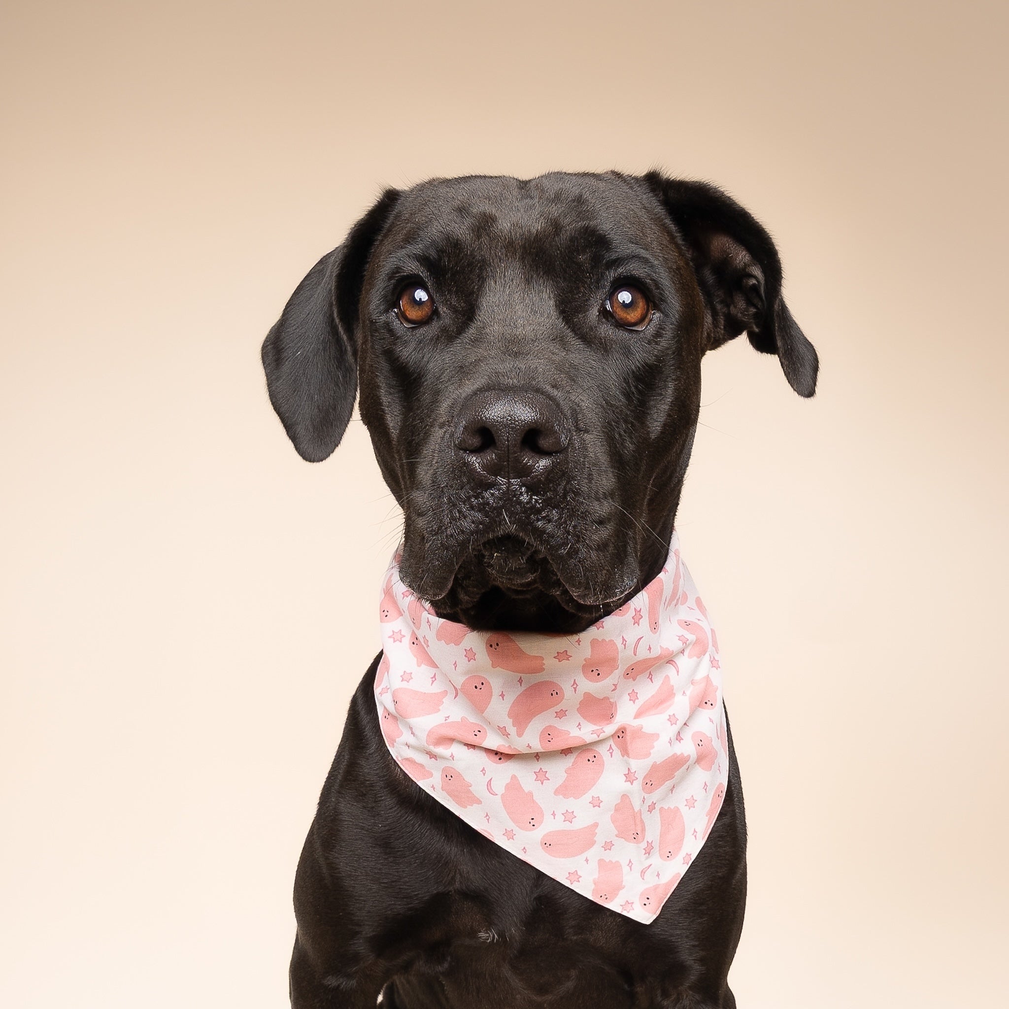 Pinkaboo Halloween Dog Bandana