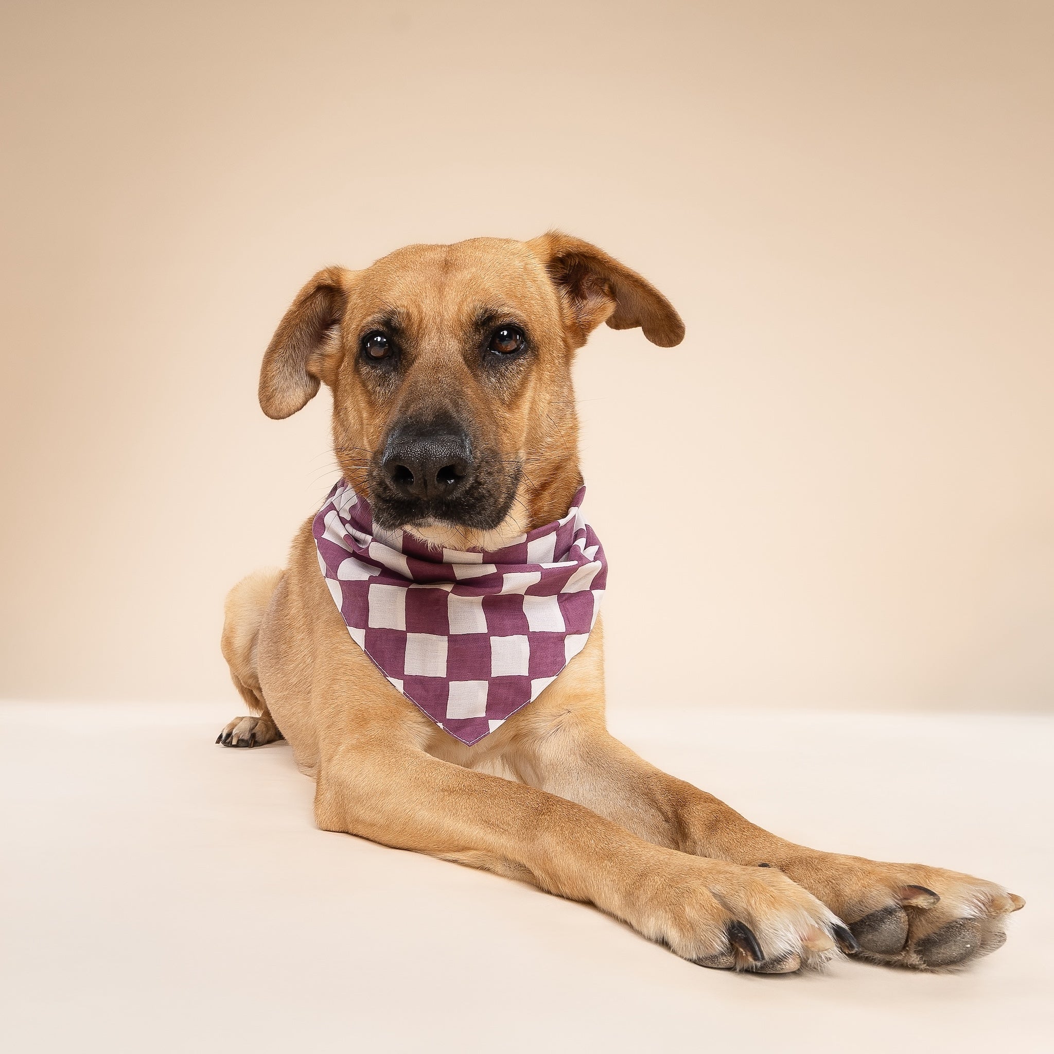 Plum Dog Bandana