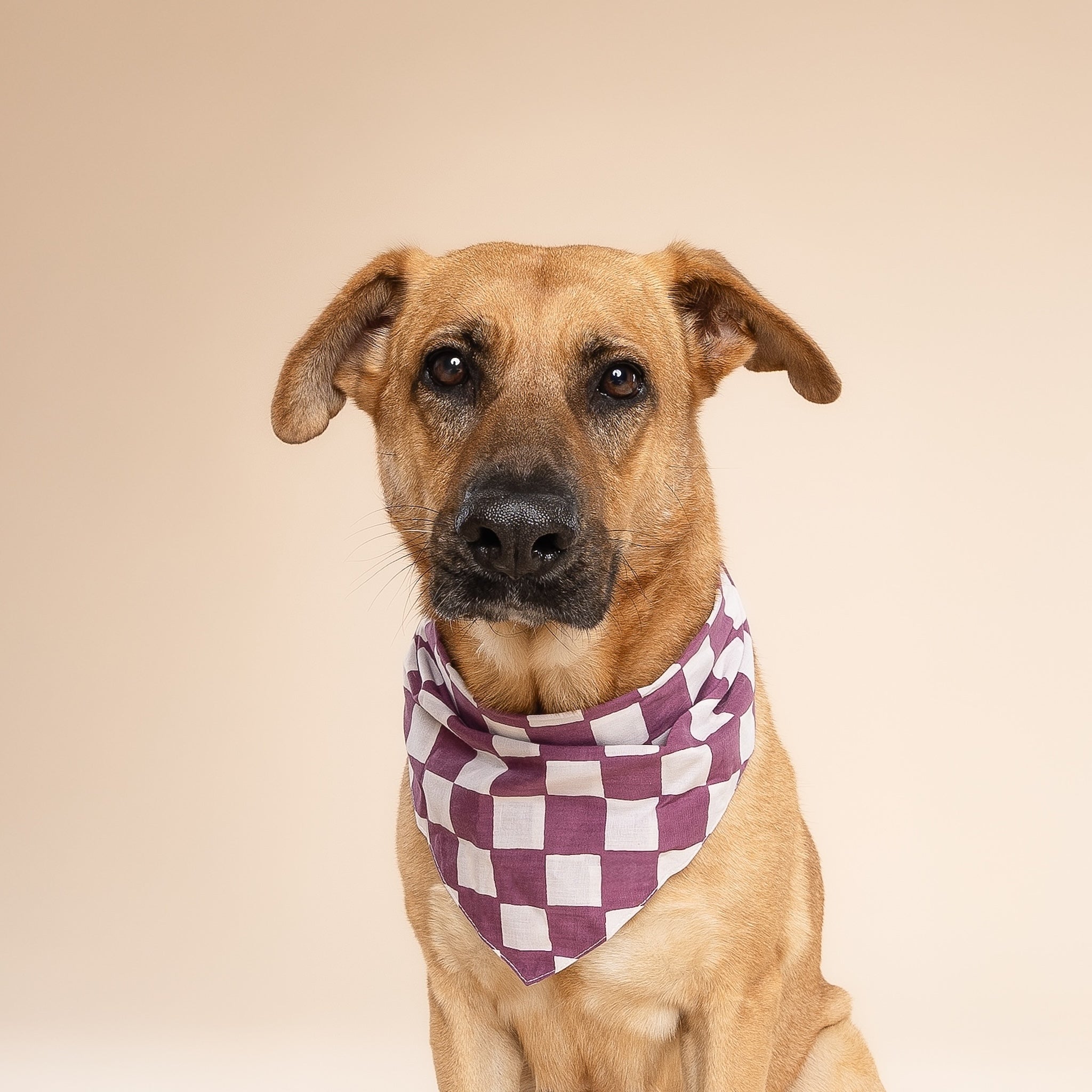 Plum Dog Bandana