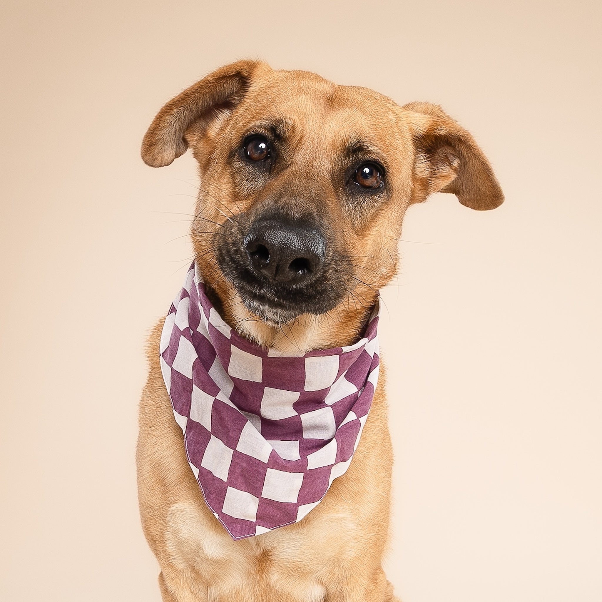 Plum Dog Bandana