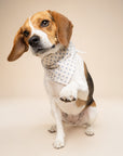 Polka Dot Blue Dog Bandana