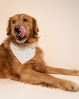 Polka Dot Green Dog Bandana