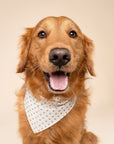 Polka Dot Green Dog Bandana
