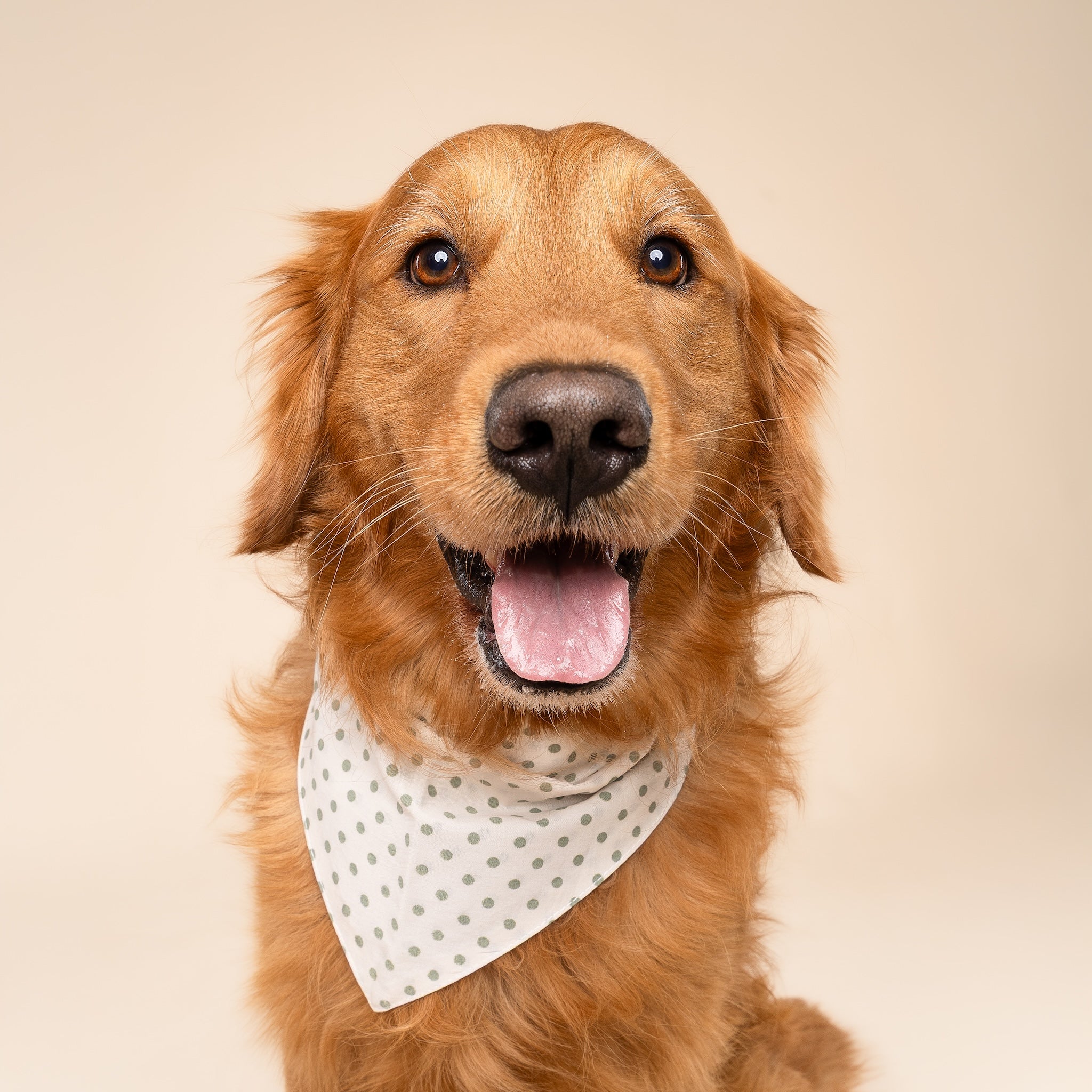 Polka Dot Green Dog Bandana