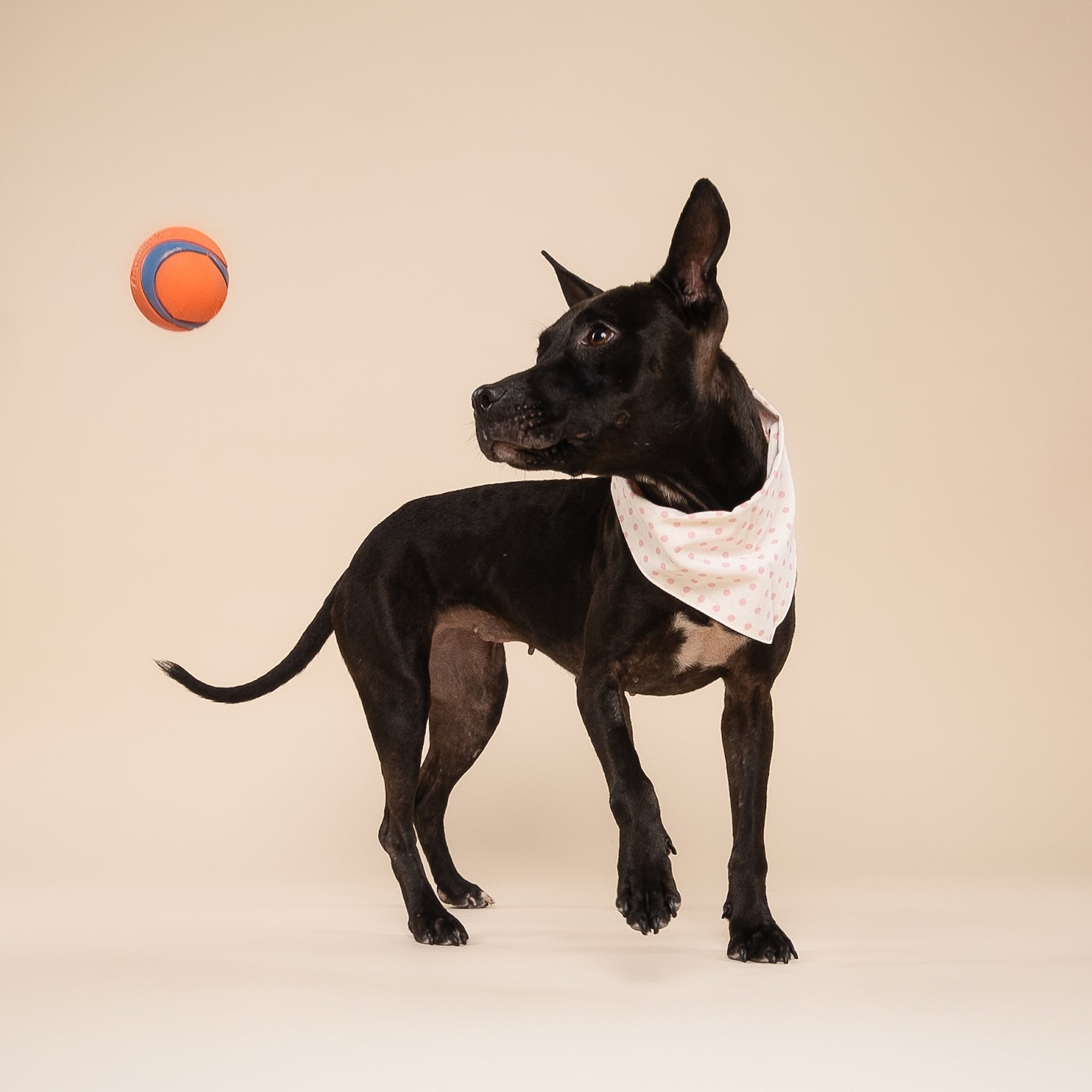 Polka Dot Pink Dog Bandana