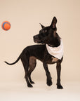 Polka Dot Pink Dog Bandana
