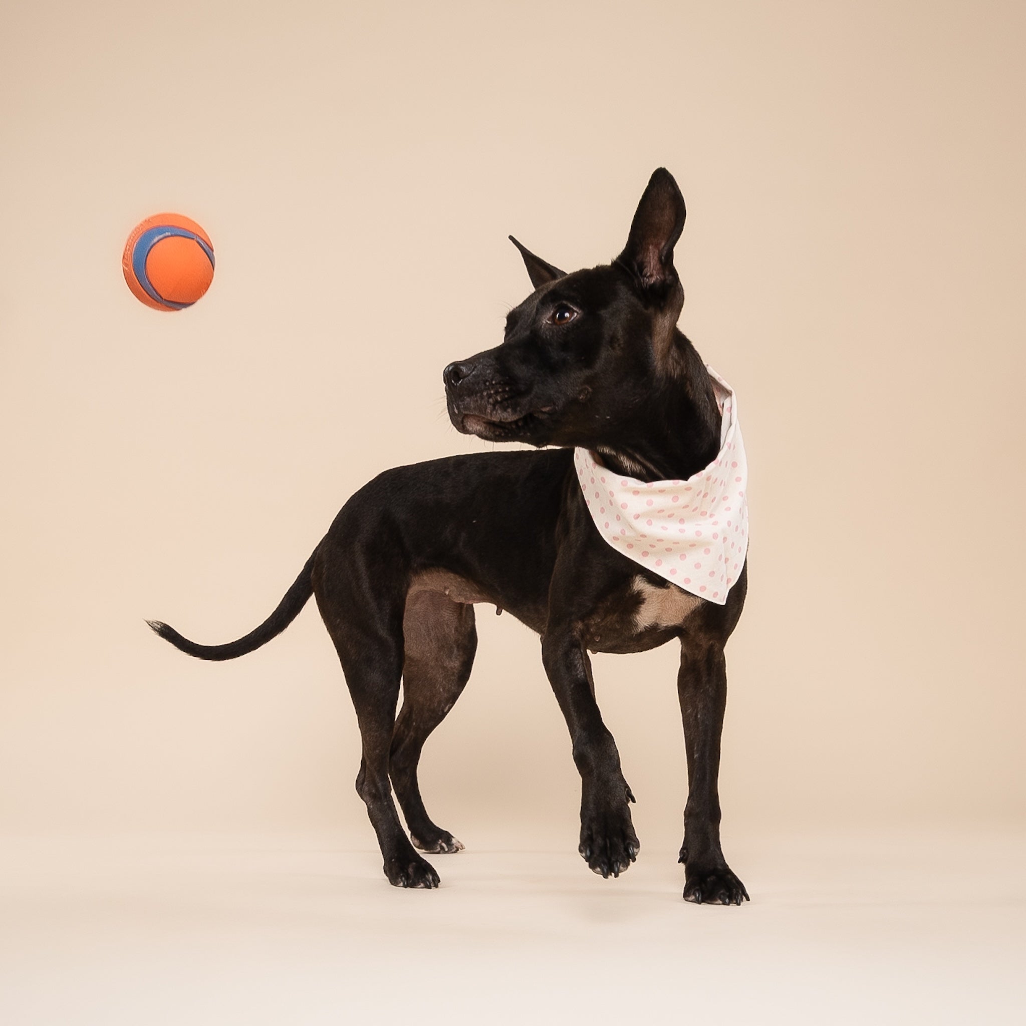 Polka Dot Pink Dog Bandana