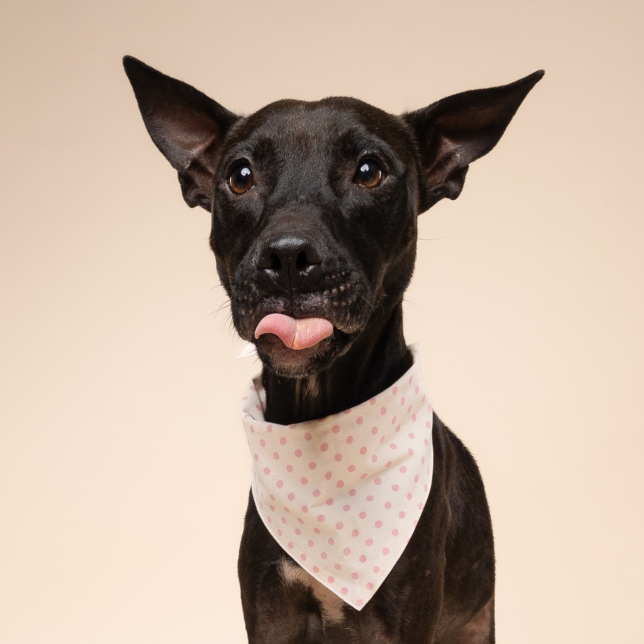 Polka Dot Pink Dog Bandana