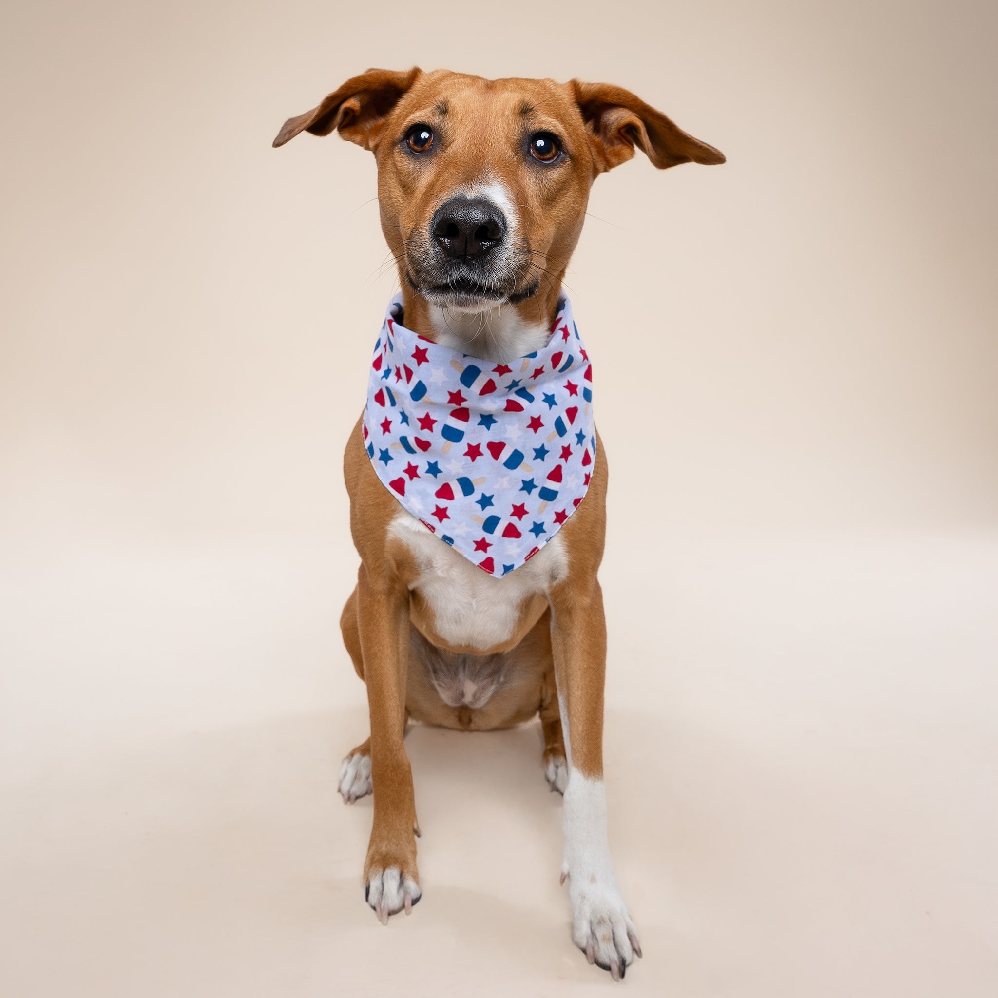 Pop Dog Bandana
