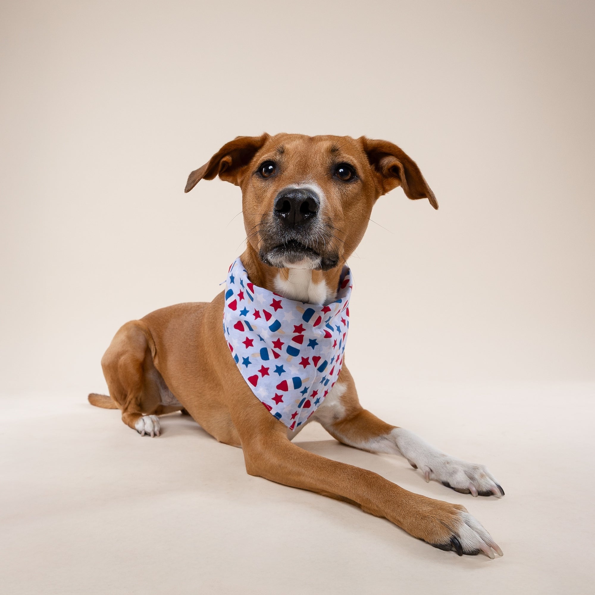 Pop Dog Bandana