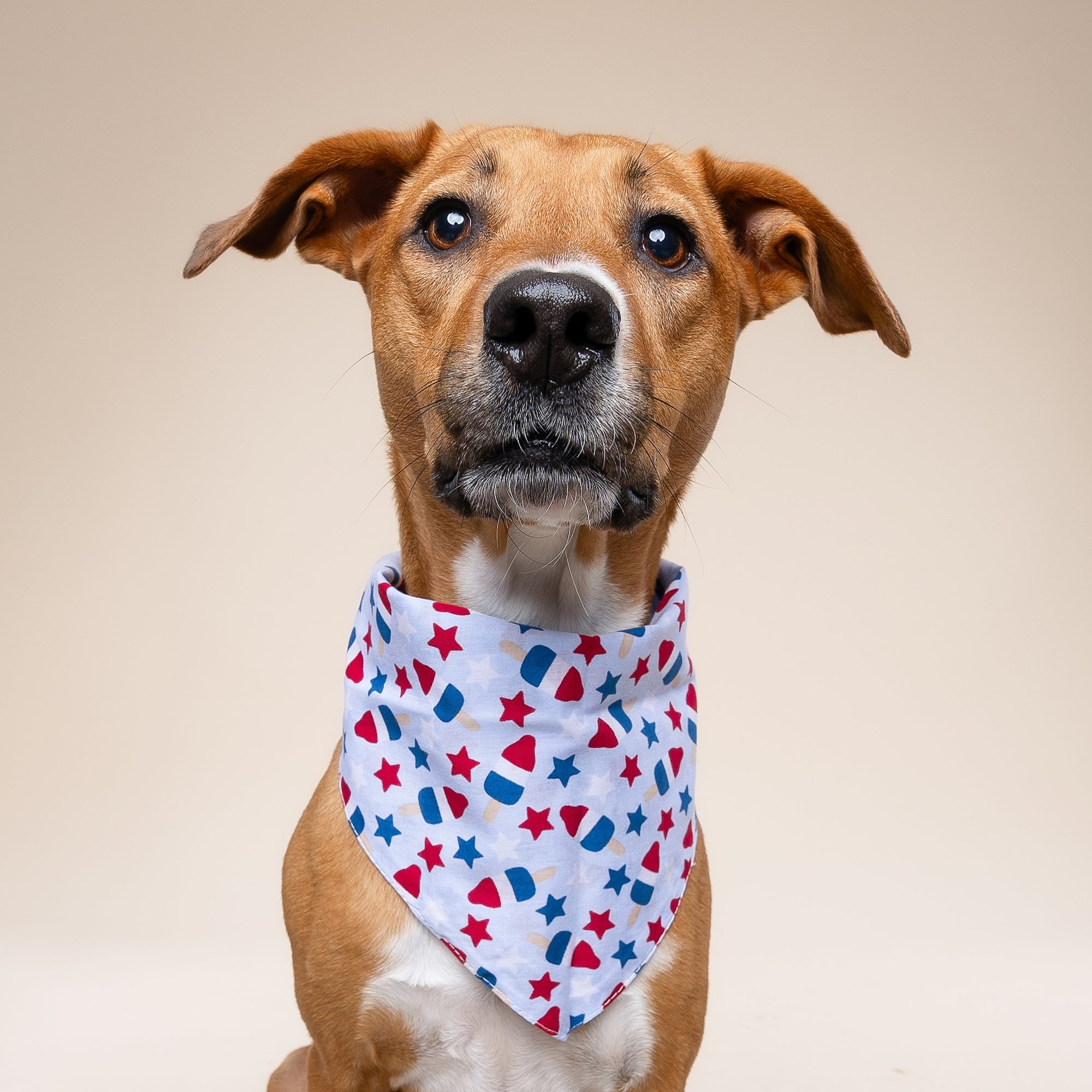 Pop Dog Bandana