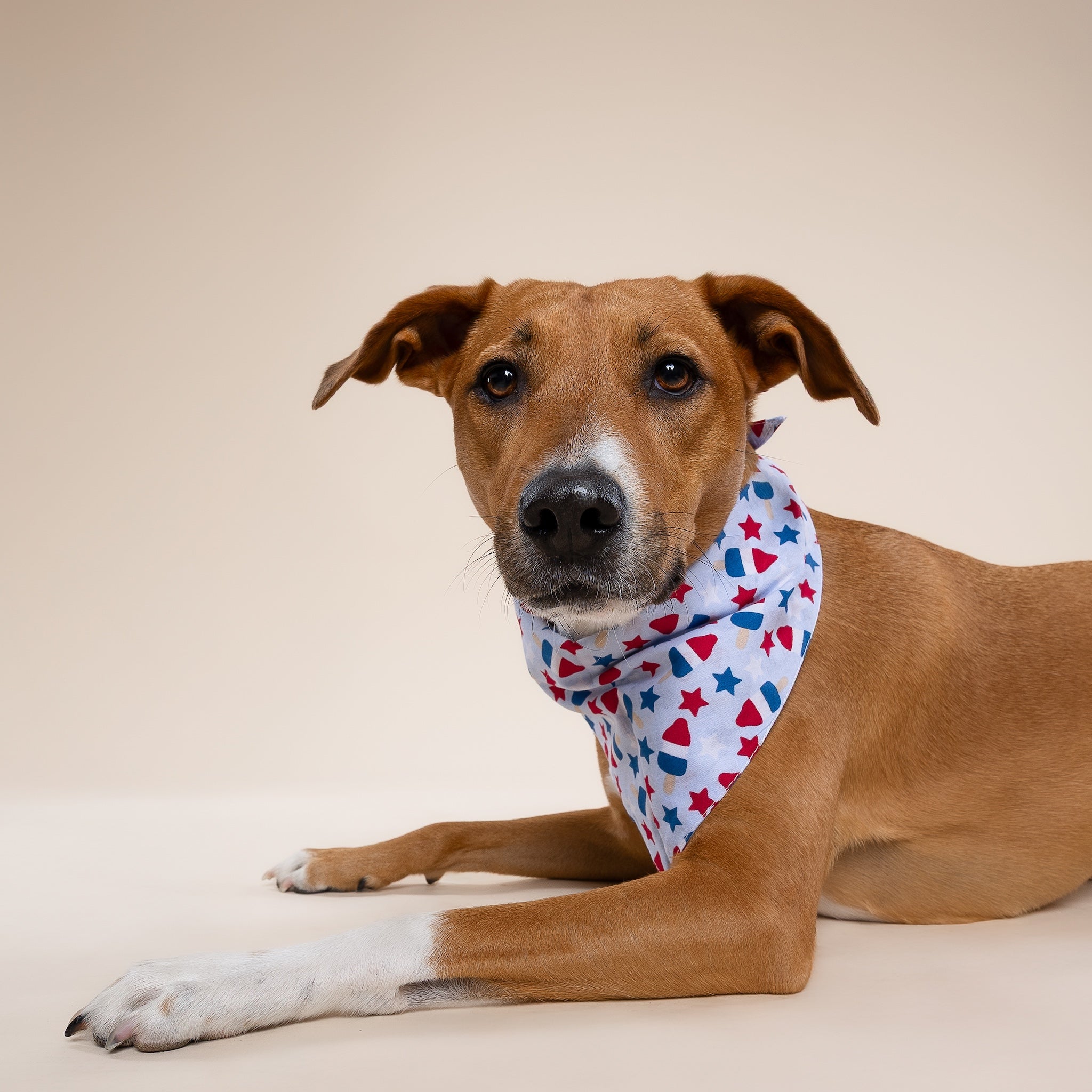 Pop Dog Bandana