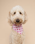 Poppy Dog Bandana