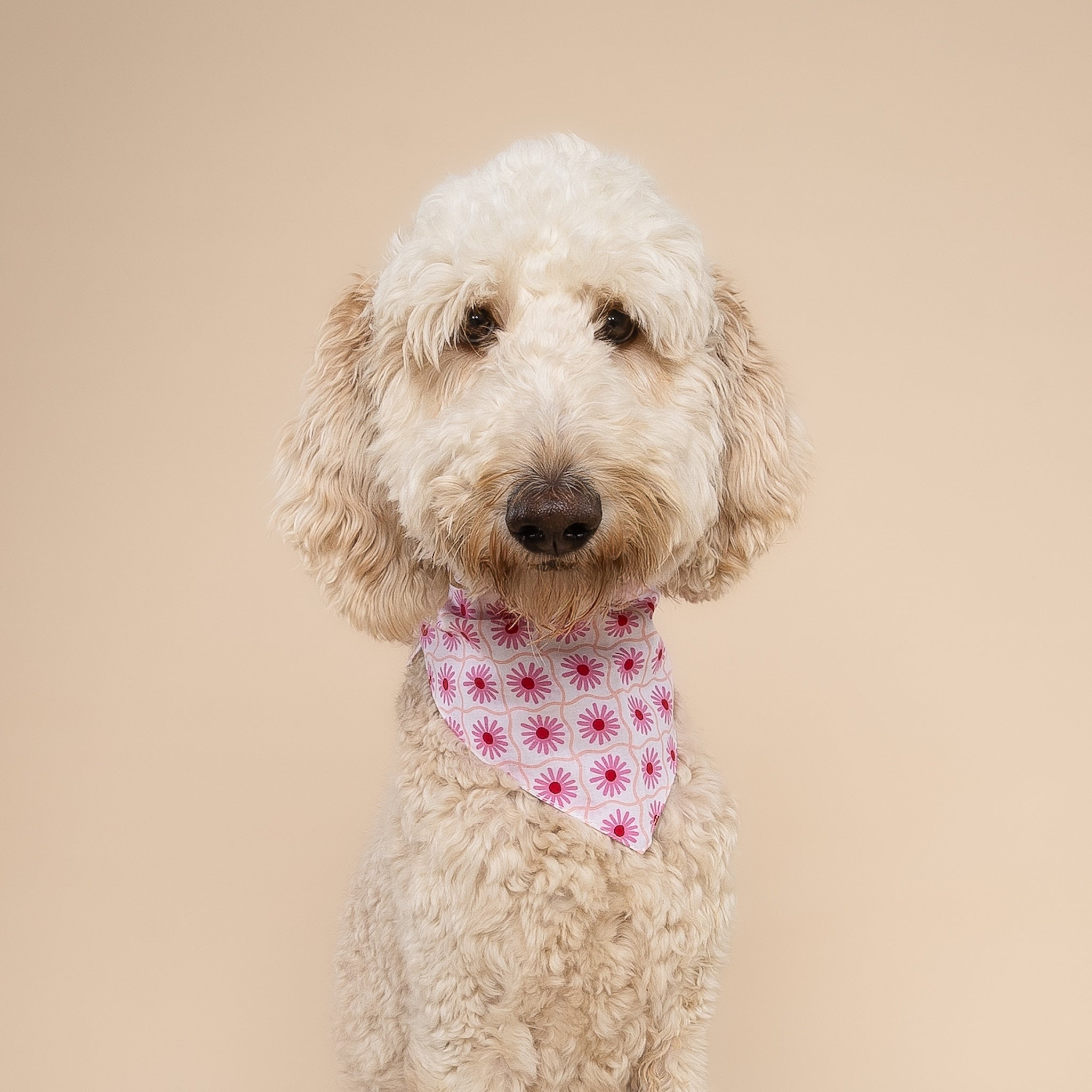 Poppy Dog Bandana