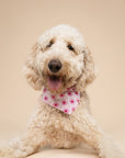 Poppy Dog Bandana