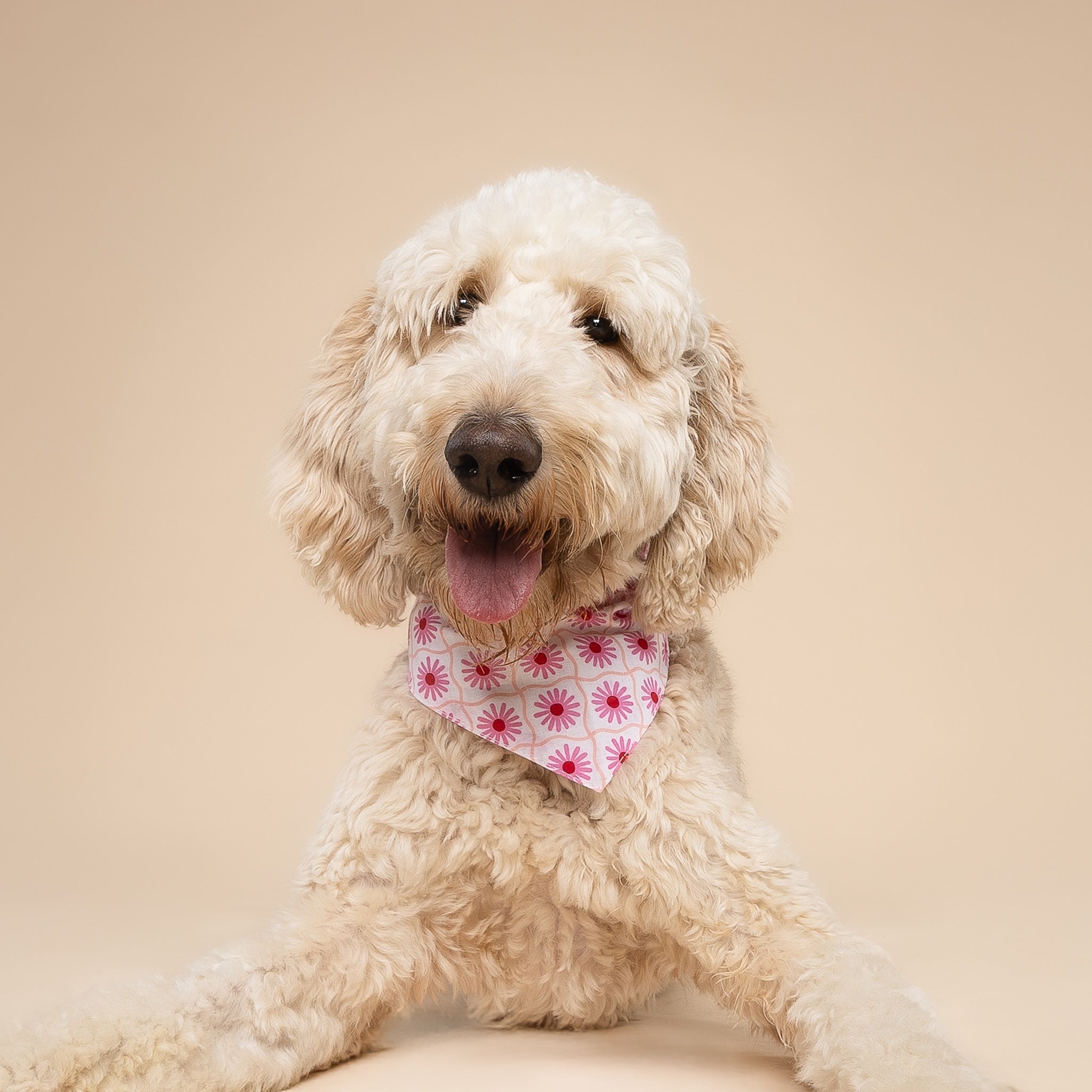 Poppy Dog Bandana