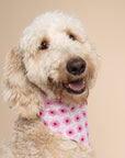 Poppy Dog Bandana