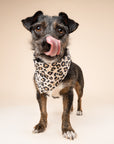 Pounce Dog Bandana