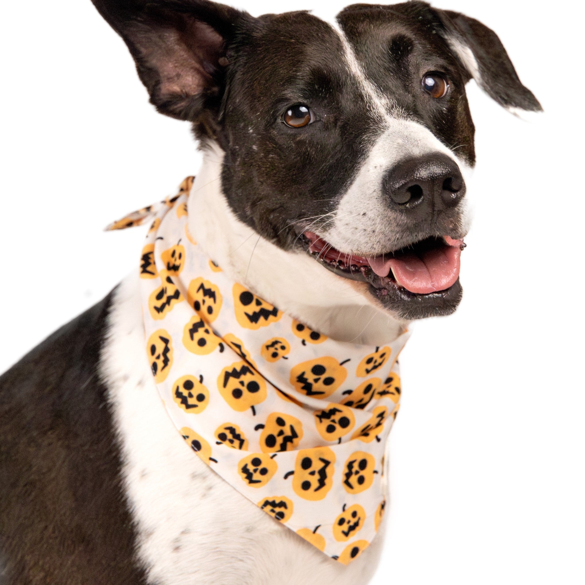 Pumpkin Dog Bandana