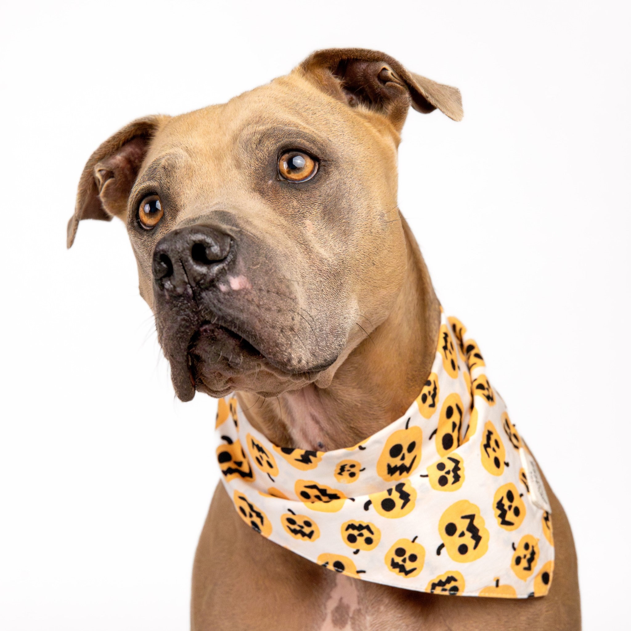 Pumpkin Dog Bandana