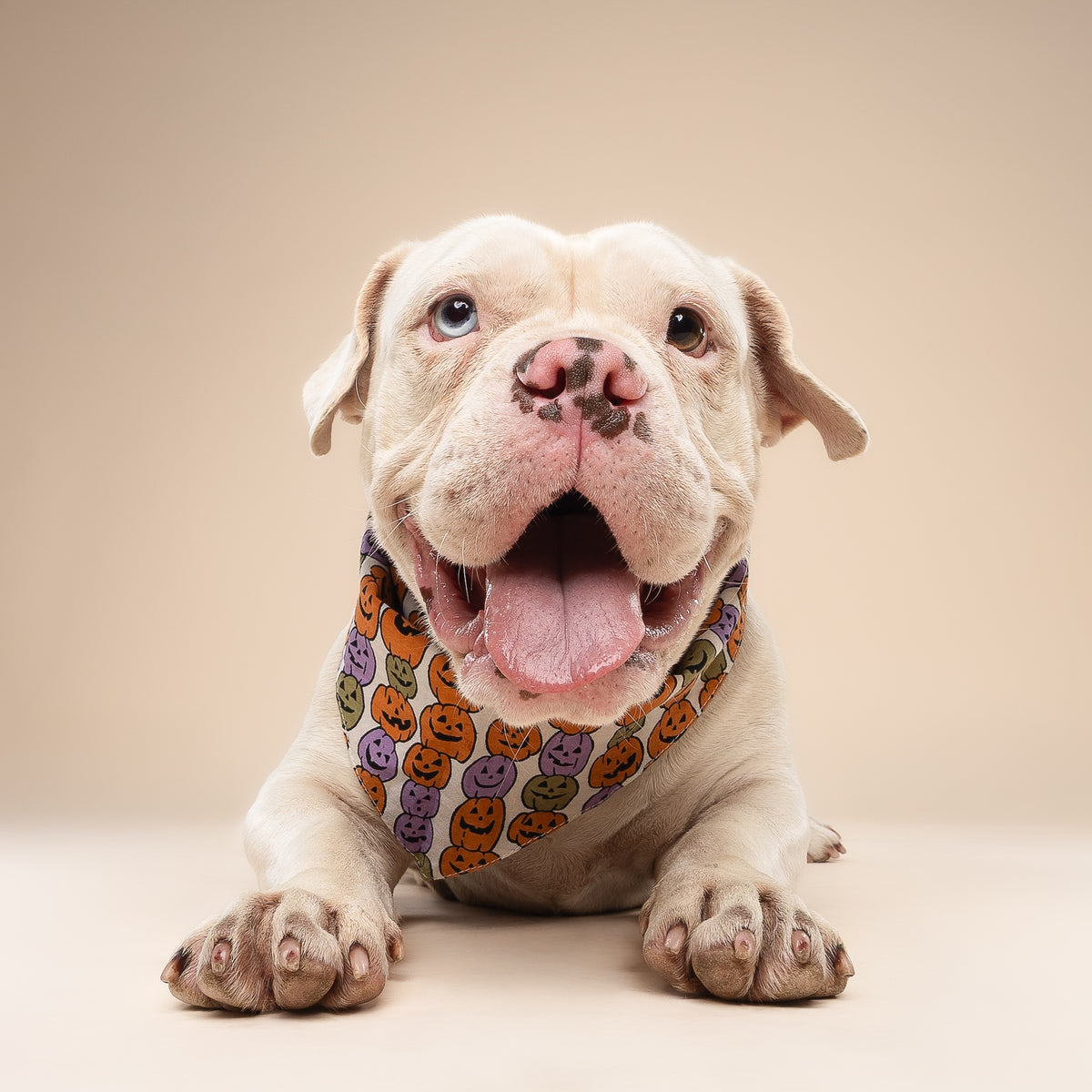 Pumpkin Patch Dog Bandana