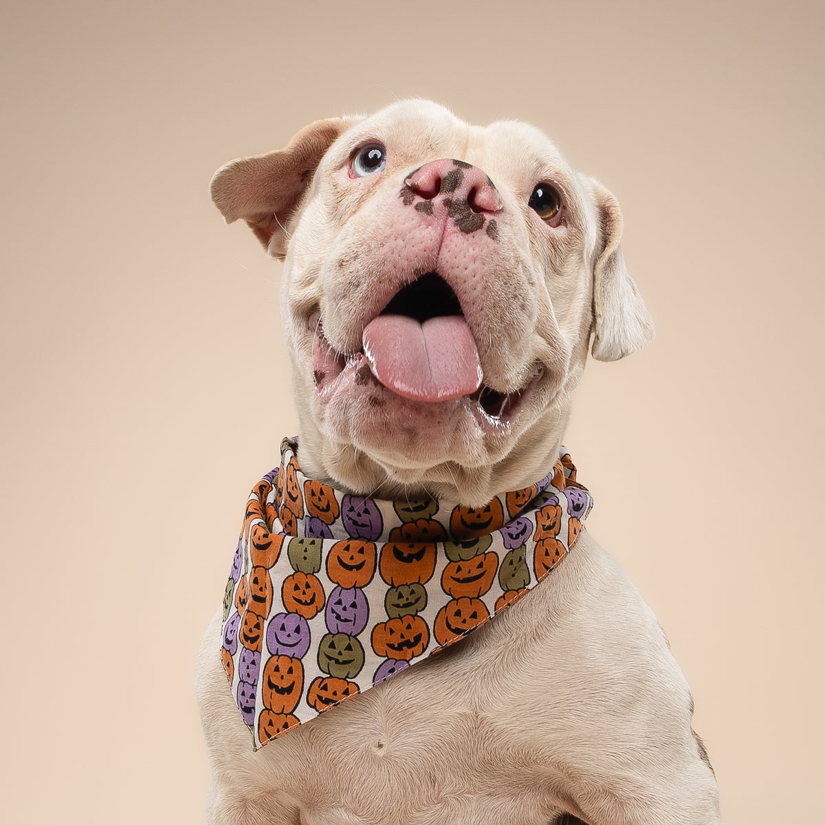 Pumpkin Patch Dog Bandana