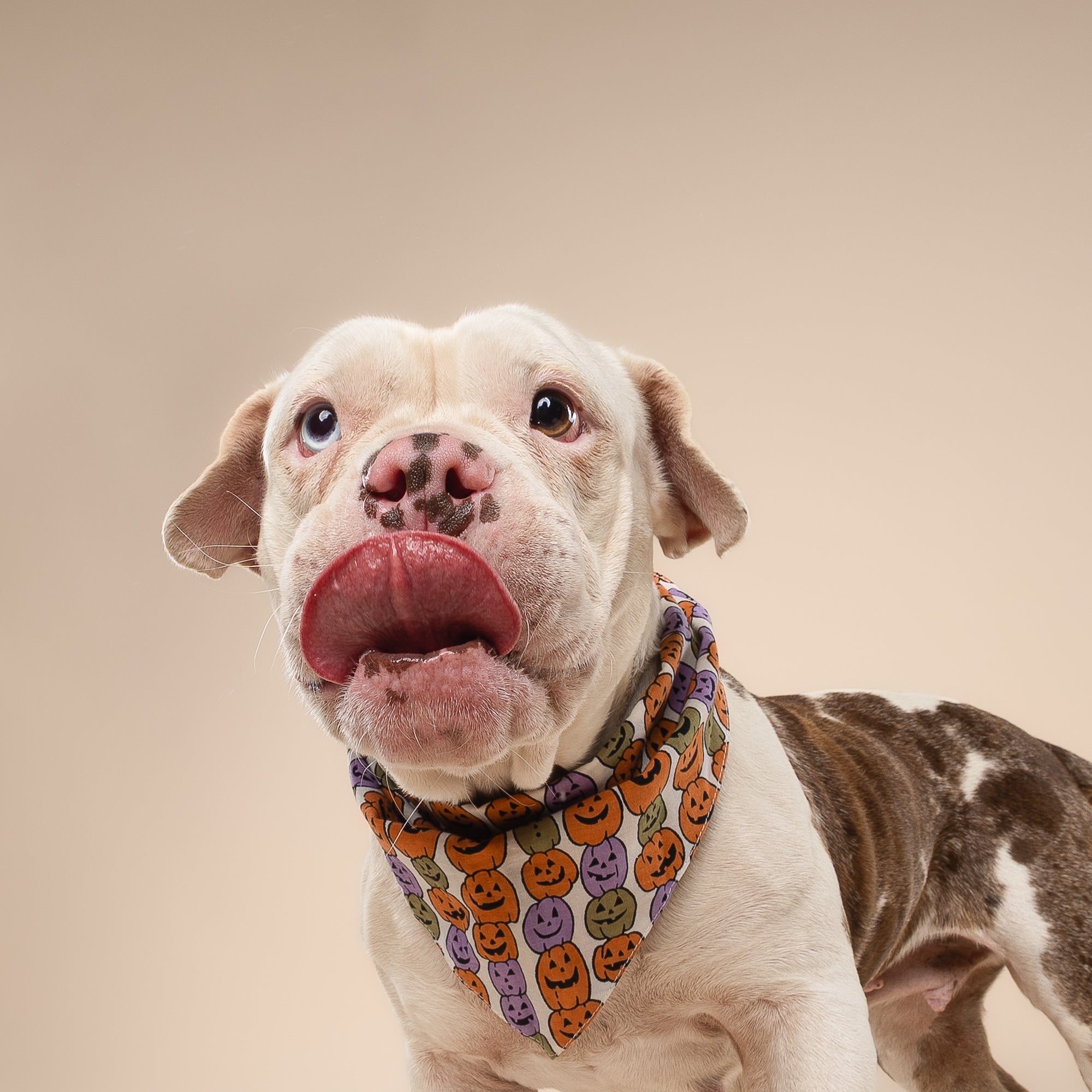Pumpkin Patch Dog Bandana