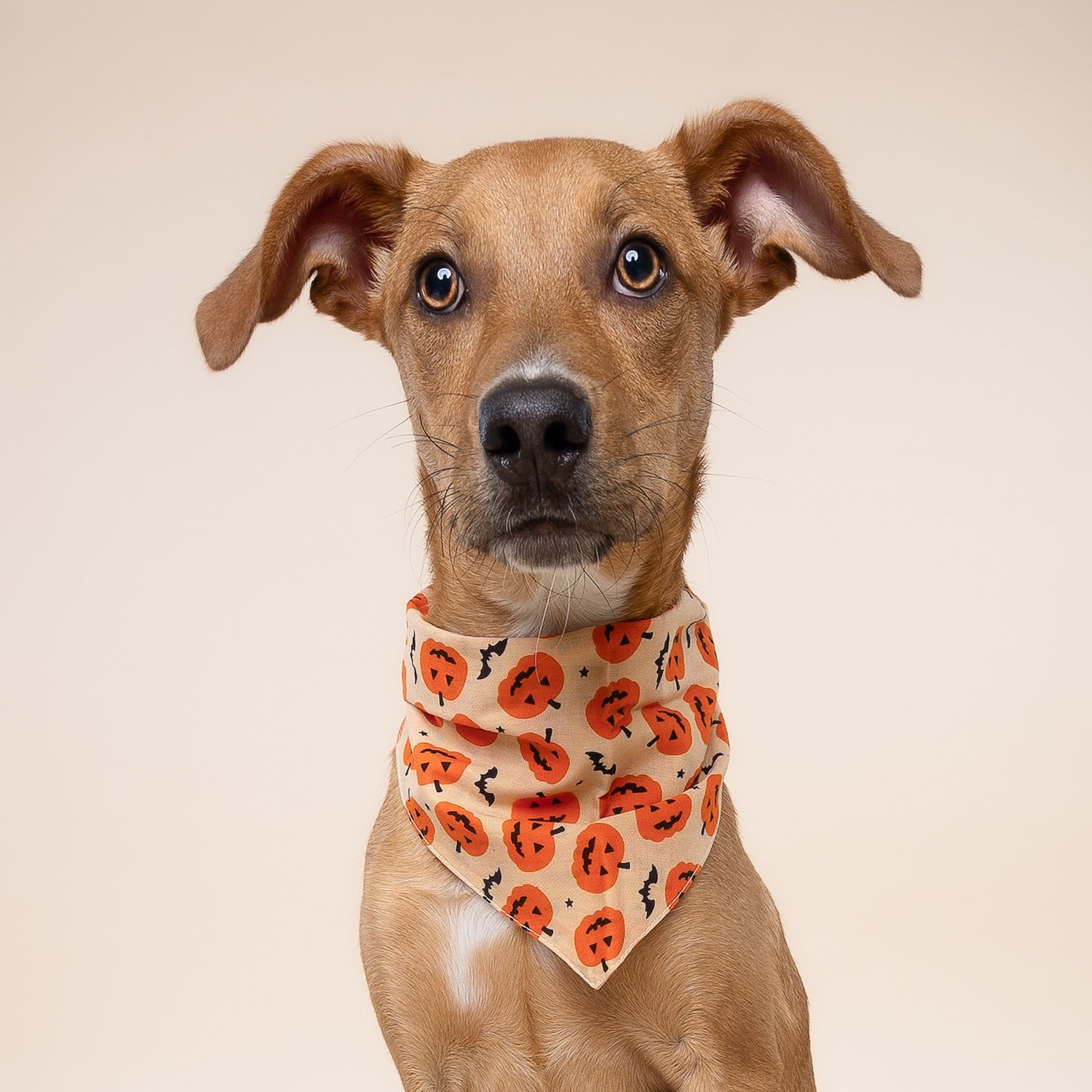 Pupkin Halloween Dog Bandana