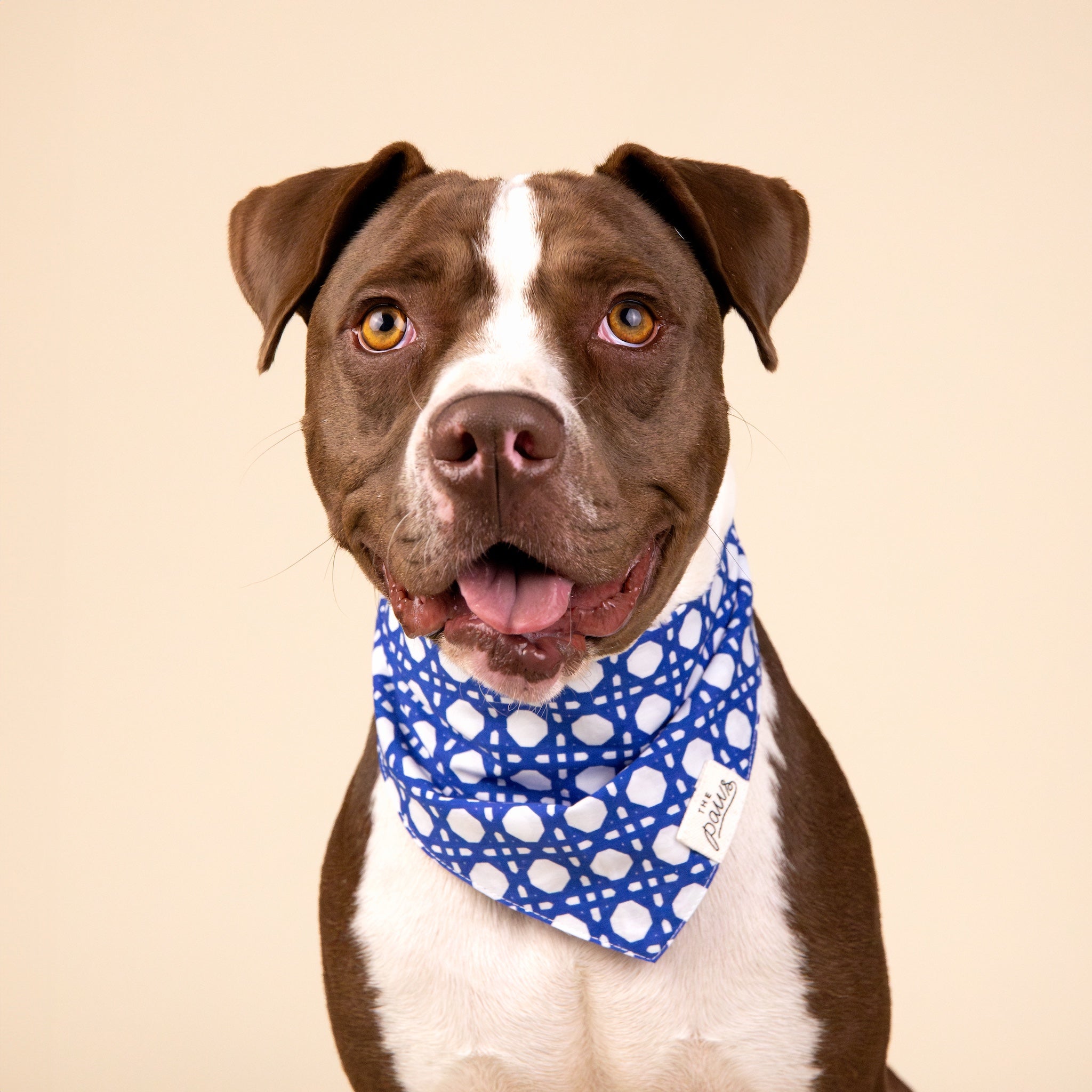 Riff Dog Bandana- The Paws