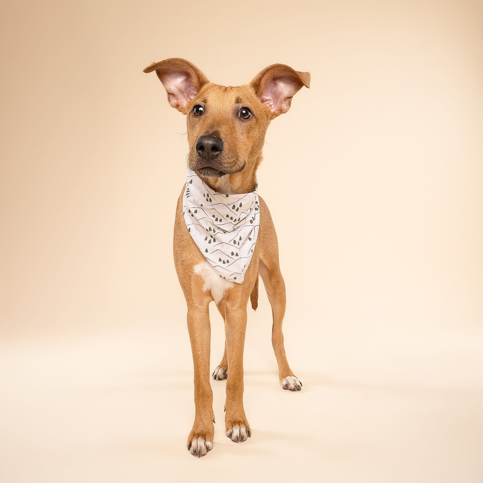 Roam Dog Bandana
