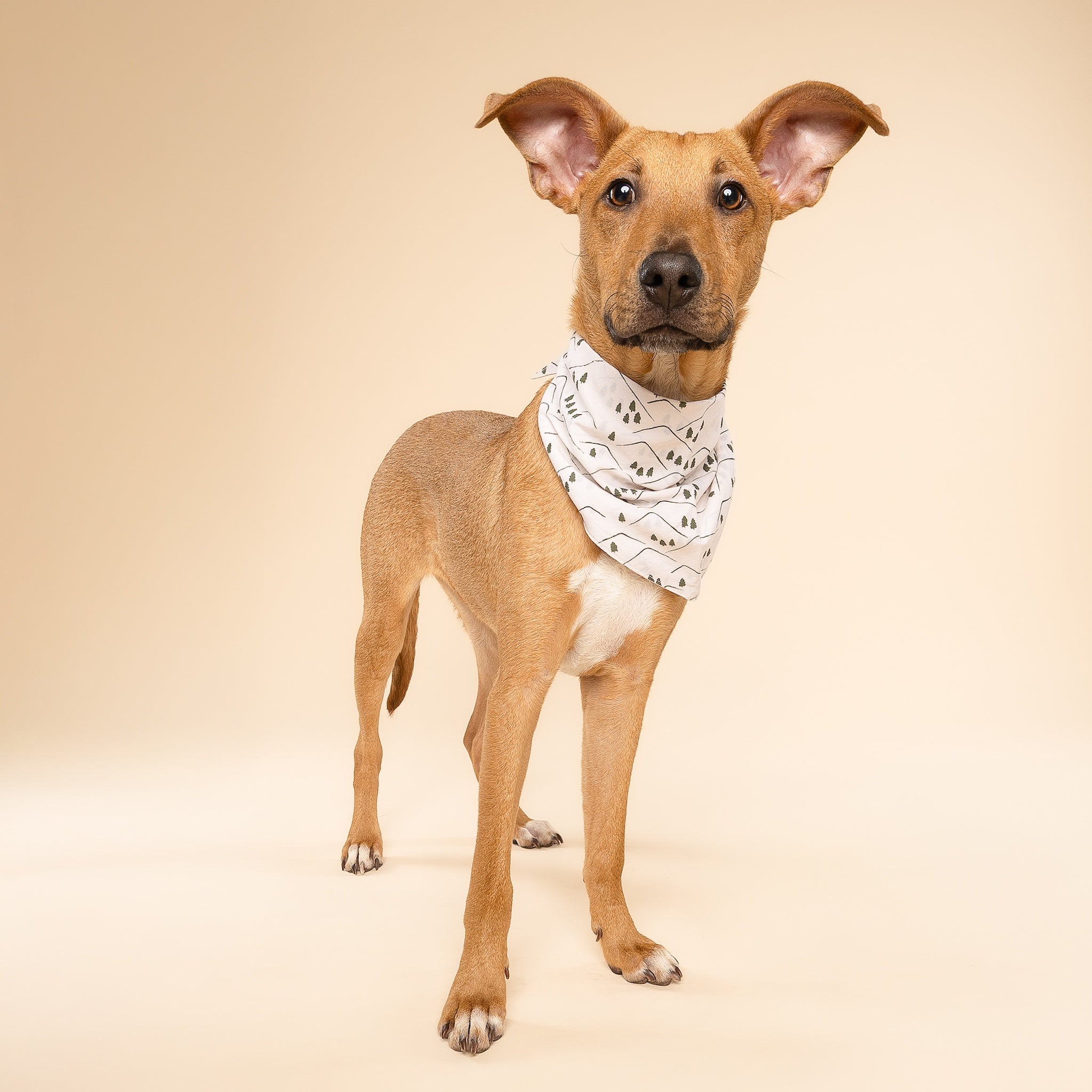 Roam Dog Bandana