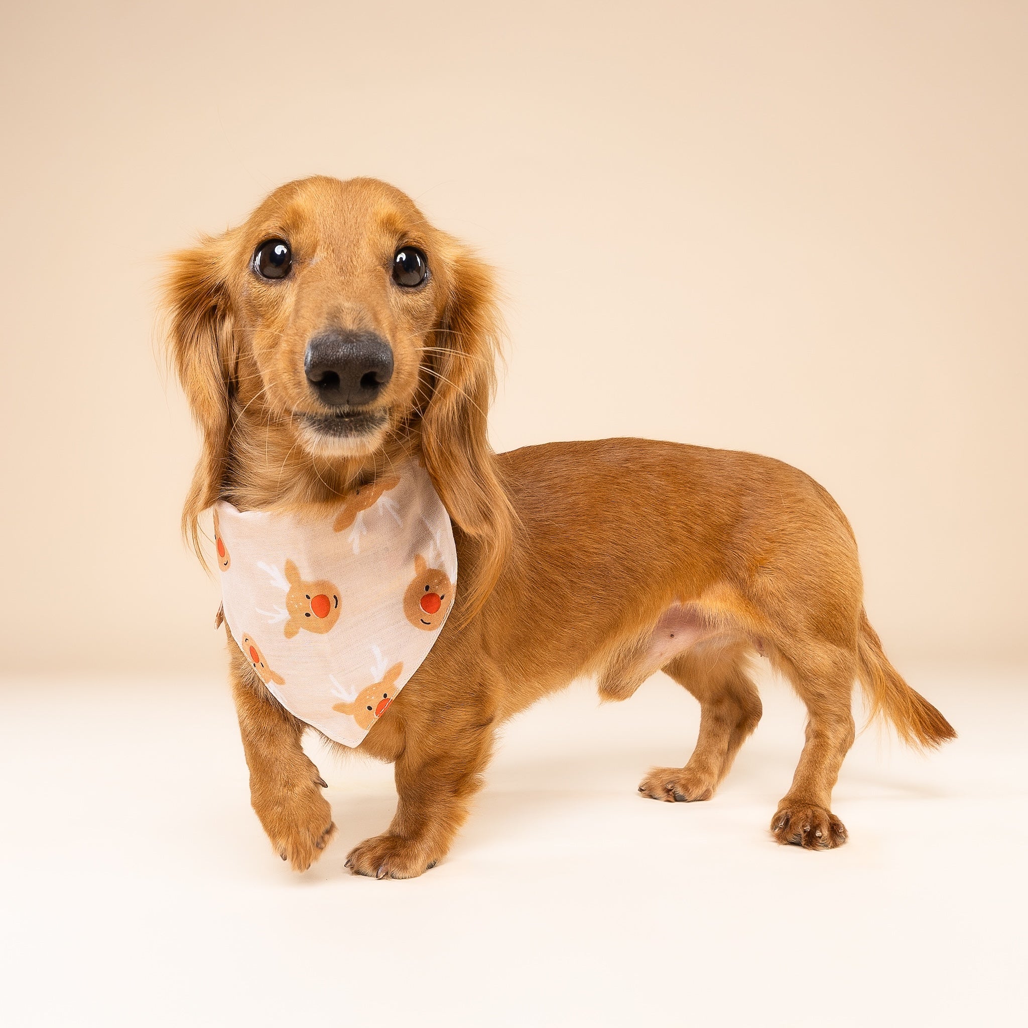 Rudolph Dog Bandana
