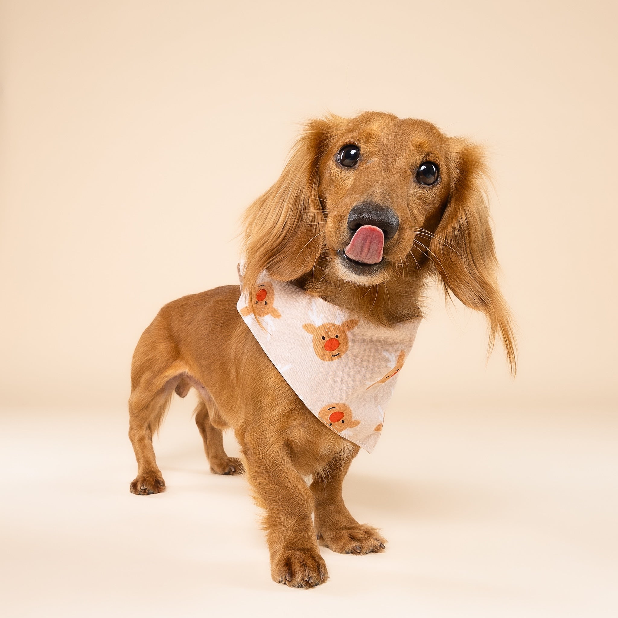 Rudolph Dog Bandana