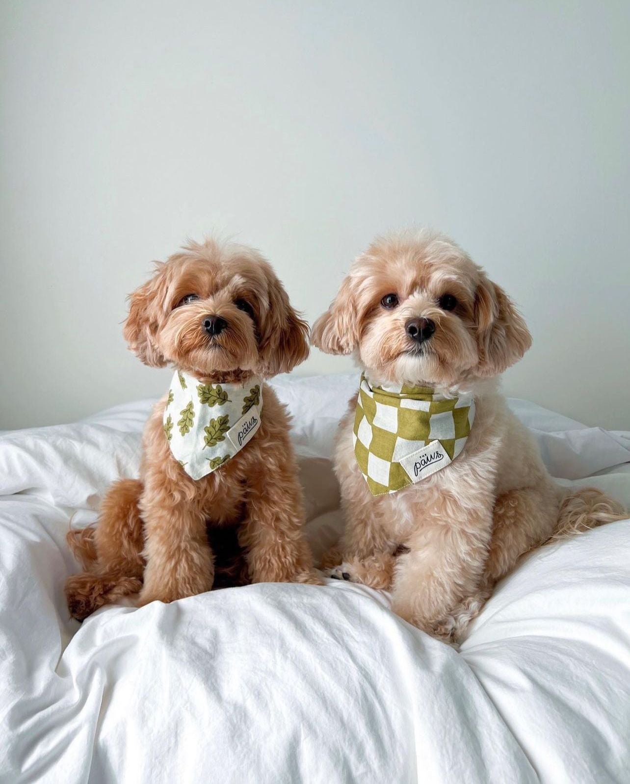 Russell & Checkmate Bandanas - The Paws