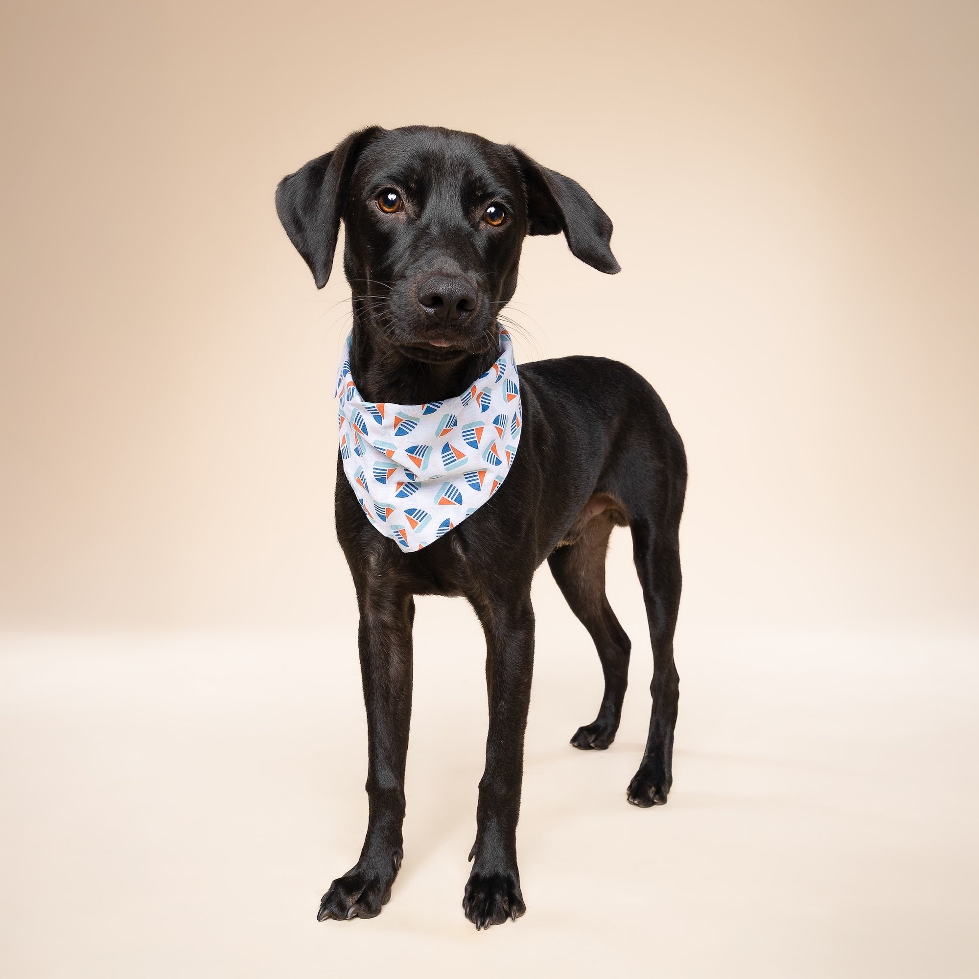Sail Dog Bandana