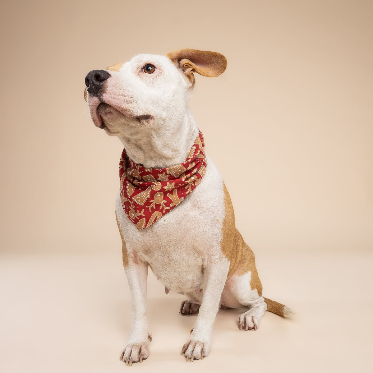 Dog wearing a Christmas Cookie bandana on a beige background