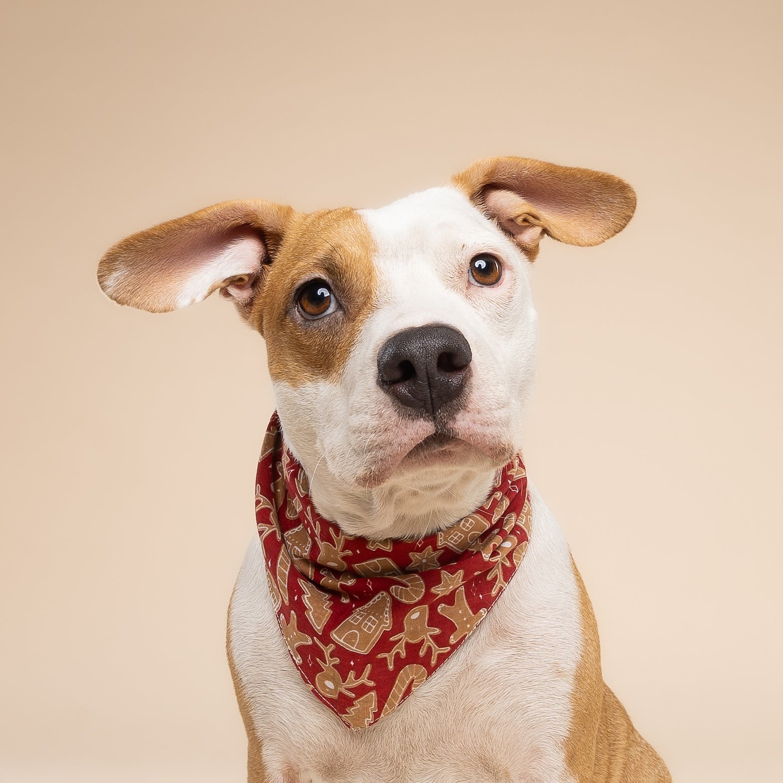Dog wearing a bandana with a Christmas pattern on a rich red cotton