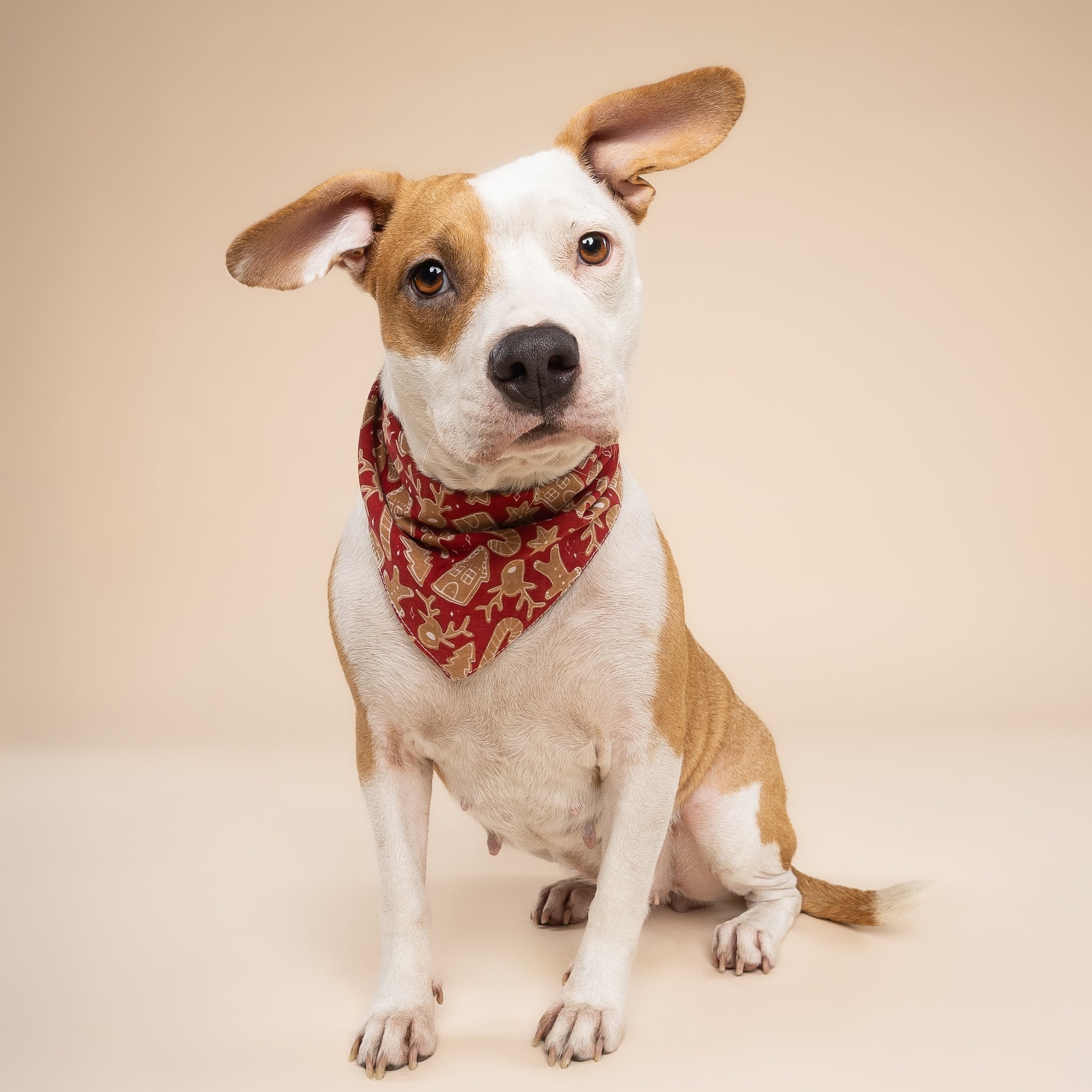 Dog wearing the Santa's Cookies bandana from The Paws