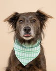 Scottie on Dog Bandana from The  Paws